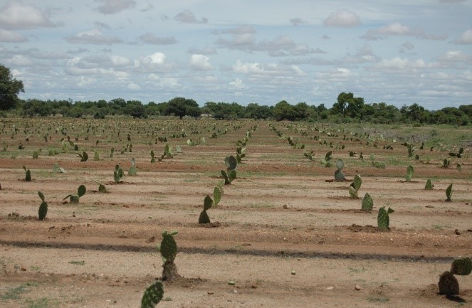 Culture Cactus 07 ha , Site Ranomasy II/CR Fotadrevo, Dist Ampanihy Ouest, Région Antsimo Andrefana