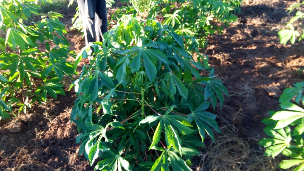 Sensibilisation avant la distribution cash fait par le PAM et Mahafaly Mandroso (MMDS)