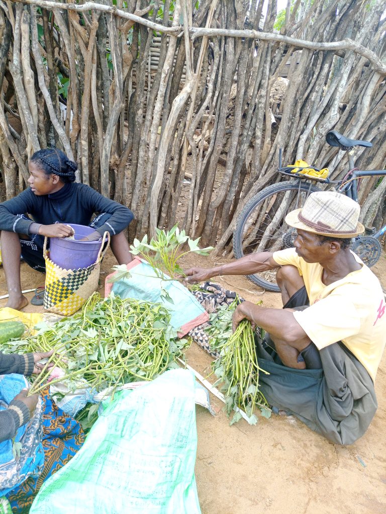 Les bénéficiaires aussi ont acheté des semences (bouture de patate douce) pour la culture contre saison